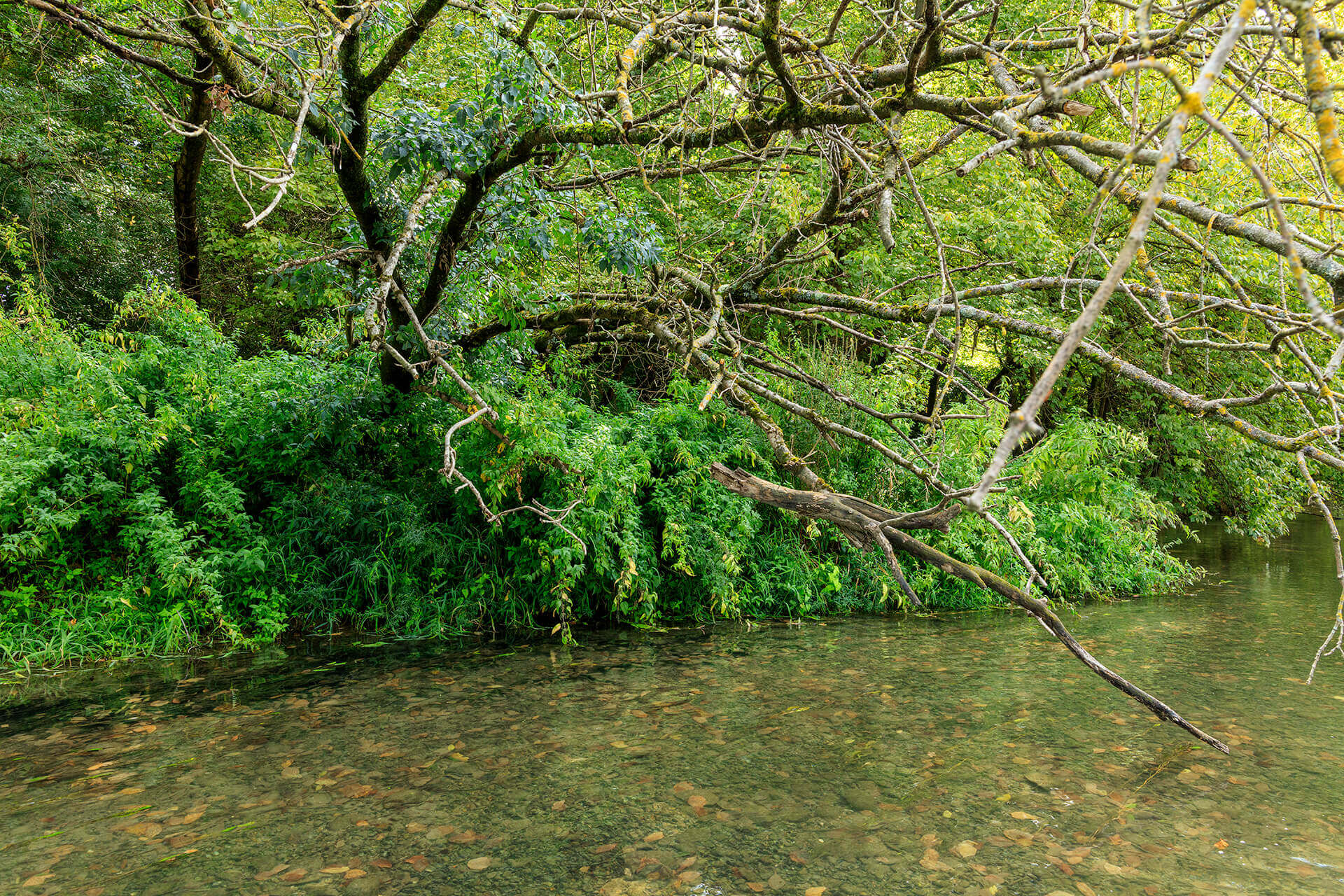 Le fleuve Rhône, Km 501 Isère, Sablon, Réserve naturelle Ile de la Platière