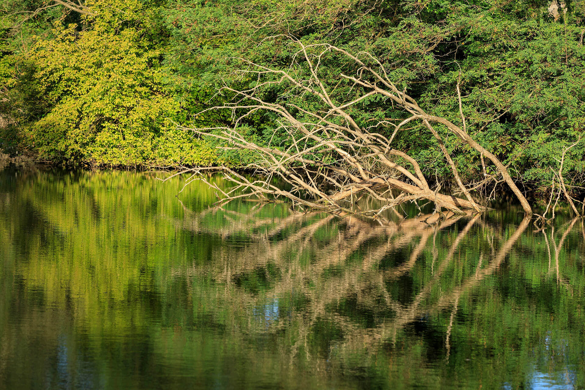 Le fleuve Rhône, un espace naturel vivant - Visages du Rhône, Camille Moirenc.