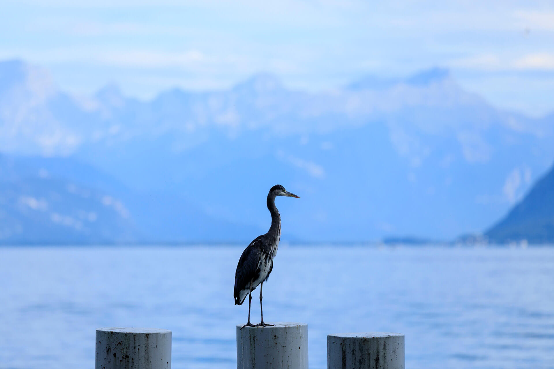 Le fleuve Rhône, un espace naturel vivant - Visages du Rhône, Camille Moirenc.