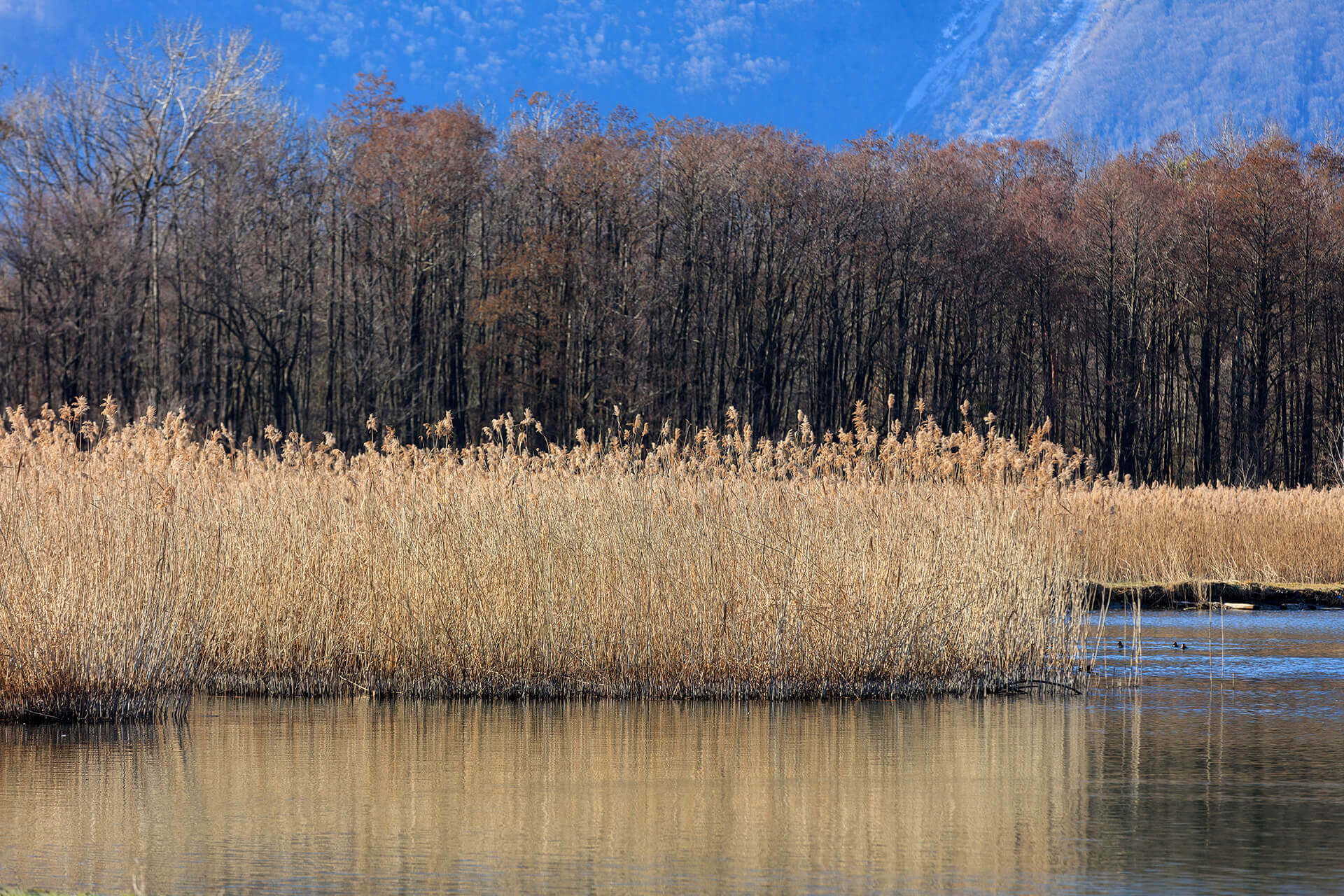 Le fleuve Rhône, un espace naturel vivant - Visages du Rhône, Camille Moirenc.