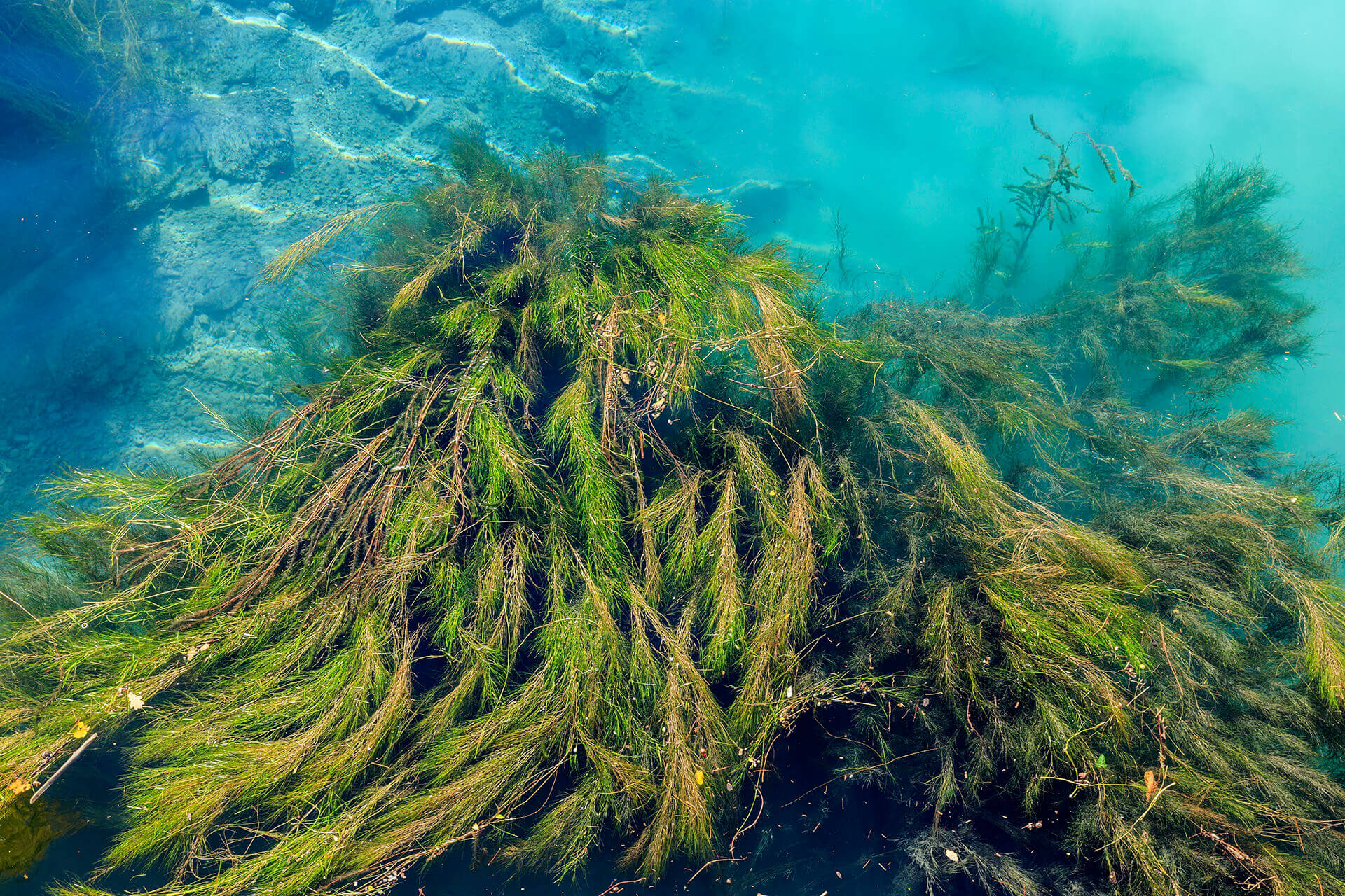 Le fleuve Rhône, un espace naturel vivant - Visages du Rhône, Camille Moirenc.