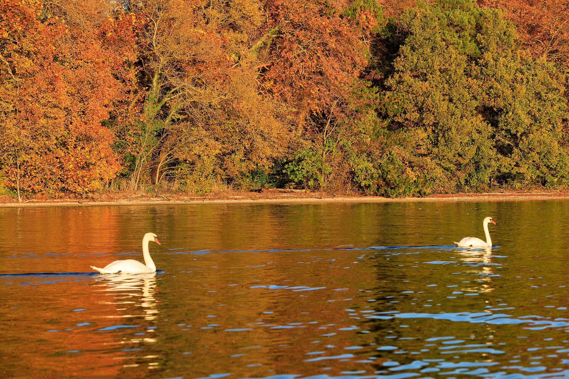 Le fleuve Rhône, un espace naturel vivant - Visages du Rhône, Camille Moirenc.